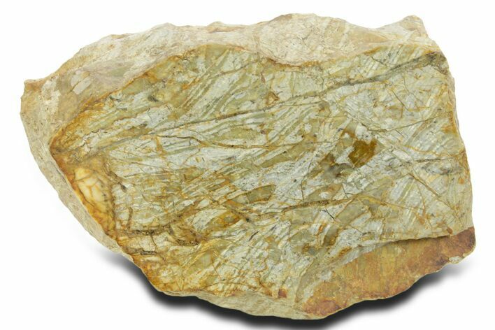 Polished Cambrian Stromatolite Fossil - Czech Republic #363064